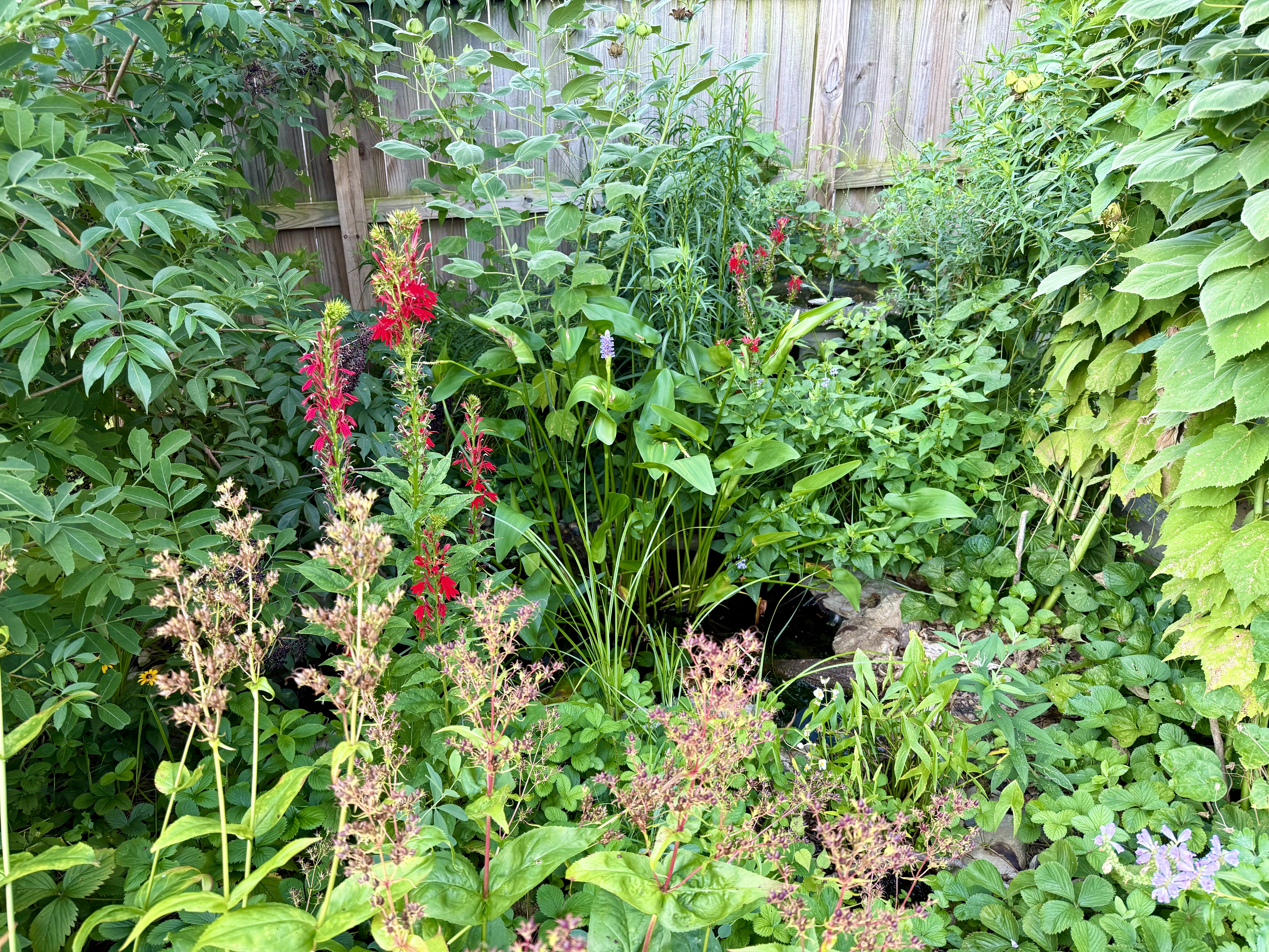 Cardinal Flower