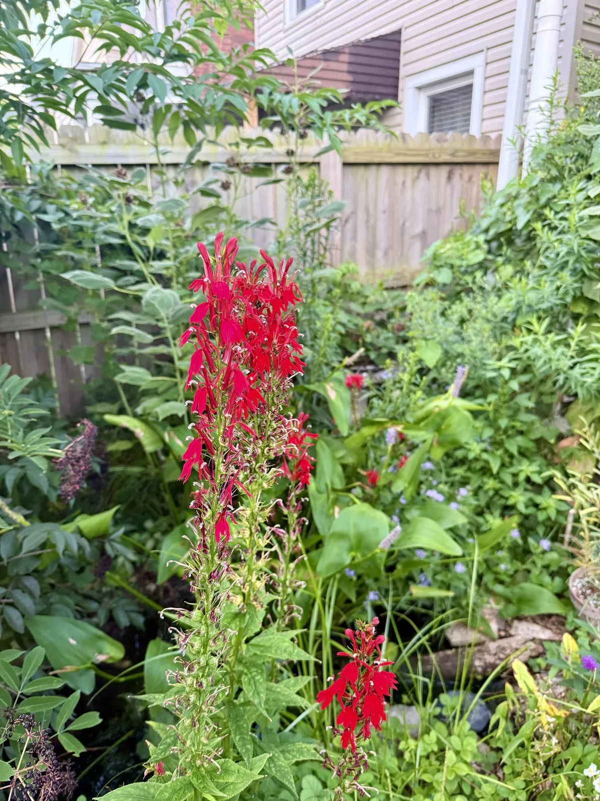 Cardinal Flower Pondside