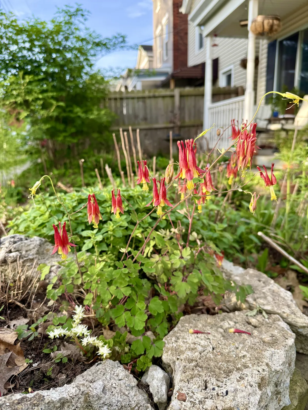Wild Red Columbine